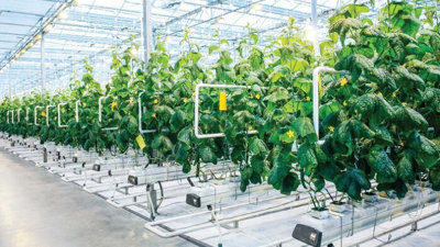 Quảng Trị sẽ thu hồi dự án nông nghiệp công nghệ cao FAM của FLC