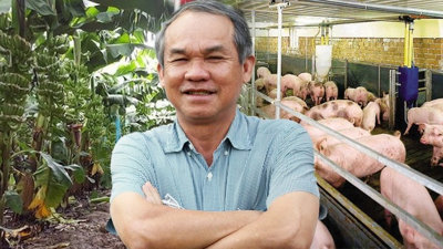 Hoàng Anh Gia Lai (HAG) nuôi thí điểm 100.000 con gà, kỳ vọng đưa cổ phiếu thoát diện cảnh báo