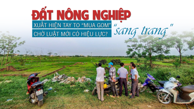 Đất nông nghiệp “sang trang”: Xuất hiện tay to “mua gom” chờ Luật mới có hiệu lực?