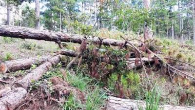 Lâm Đồng dừng dự án sân golf để bảo vệ đất rừng