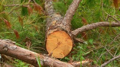 Lâm Đồng: Thu hồi hàng trăm dự án vì để mất rừng 
