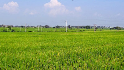 Hạn chế chuyển đổi đất chuyên trồng lúa nước sang đất phi nông nghiệp