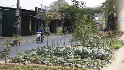 Tuyến đường sắt Nhổn – ga Hà Nội biến thành nơi tập kết rác, trồng rau Tuyến đường sắt Nhổn – ga Hà Nội biến thành nơi tập kết rác, trồng rau
