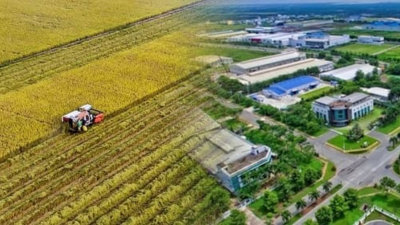 58ha đất trồng lúa tại 'cửa ngõ' TP. HCM bất ngờ được 'khoác áo mới'