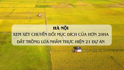 Hơn 29ha đất trồng lúa tại Thủ đô sắp được 'phù phép' nhường chỗ cho 21 dự án