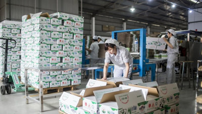 Lợi nhuận quý 3/2024 của Mộc Châu Milk lao dốc không phanh