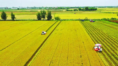 Kéo dài thực hiện miễn thuế sử dụng đất nông nghiệp đến hết năm 2030 Kéo dài thực hiện miễn thuế sử dụng đất nông nghiệp đến hết năm 2030