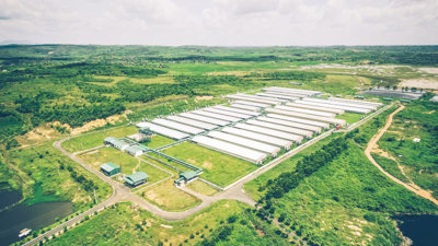 Đại gia chăn nuôi kín tiếng ở Long An lãi 2.100 tỷ, vượt mặt nhiều ‘ông lớn’ trên sàn Đại gia chăn nuôi kín tiếng ở Long An lãi 2.100 tỷ, vượt mặt nhiều ‘ông lớn’ trên sàn