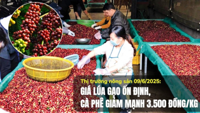 Thị trường nông sản 09/6/2025: Giá lúa gạo ổn định, cà phê giảm mạnh 3.500 đồng/kg Thị trường nông sản 09/6/2025: Giá lúa gạo ổn định, cà phê giảm mạnh 3.500 đồng/kg
