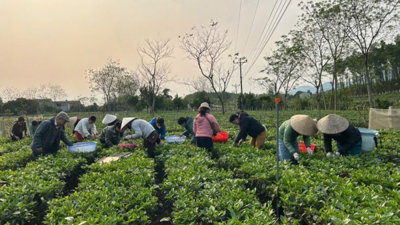 Người phụ nữ đam mê xây dựng thương hiệu chè hữu cơ Người phụ nữ đam mê xây dựng thương hiệu chè hữu cơ