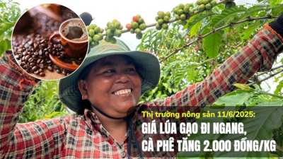 Thị trường nông sản 11/6/2025: Giá lúa gạo đi ngang, cà phê tăng 2.000 đồng/kg Thị trường nông sản 11/6/2025: Giá lúa gạo đi ngang, cà phê tăng 2.000 đồng/kg