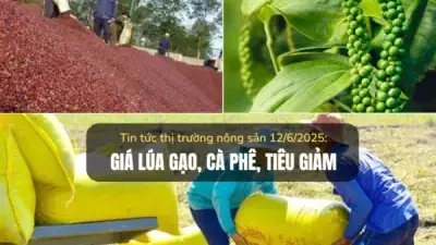 Thị trường nông sản 12/6/2025: Giá lúa gạo, cà phê, tiêu đều giảm Thị trường nông sản 12/6/2025: Giá lúa gạo, cà phê, tiêu đều giảm
