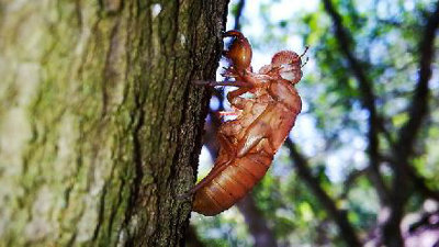 Nhận biết chiêu "ve sầu thoát xác" của các doanh nghiệp trên sàn chứng khoán để tránh mất tiền