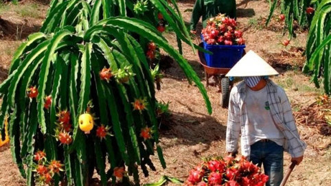 Khẩn trương tháo gỡ vướng mắc về thủ tục hành chính liên quan đến xuất khẩu và đầu tư