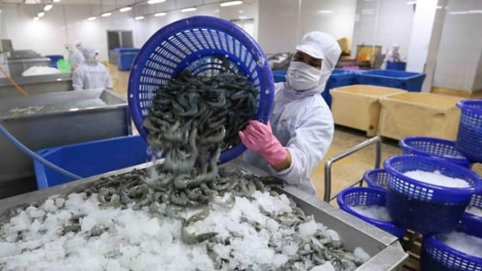 Ngành tôm trước ba thách thức lớn: Cơ hội bứt phá cuối năm 2025