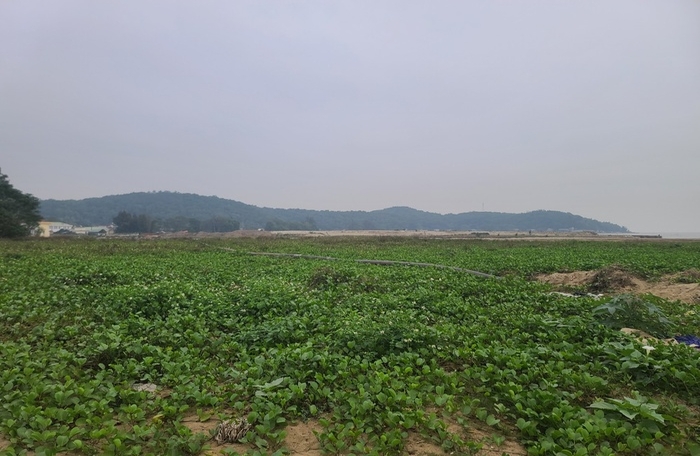 Khu đô thị sinh thái biển Đông Á của Bầu Đoan, hơn 10 năm vẫn là bãi đất hoang - Ảnh 3 Khu đô thị sinh thái biển Đông Á của Bầu Đoan, hơn 10 năm vẫn là bãi đất hoang - Ảnh 3