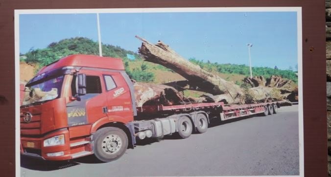 Quá trình vận chuyển cây gỗ quý này hết sức khó khăn và cầu kỳ. Ảnh: Zhihu Quá trình vận chuyển cây gỗ quý này hết sức khó khăn và cầu kỳ. Ảnh: Zhihu 
