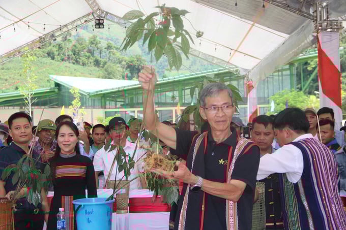 Sâm Ngọc Linh tại các phiên đấu giá Sâm Ngọc Linh tại các phiên đấu giá