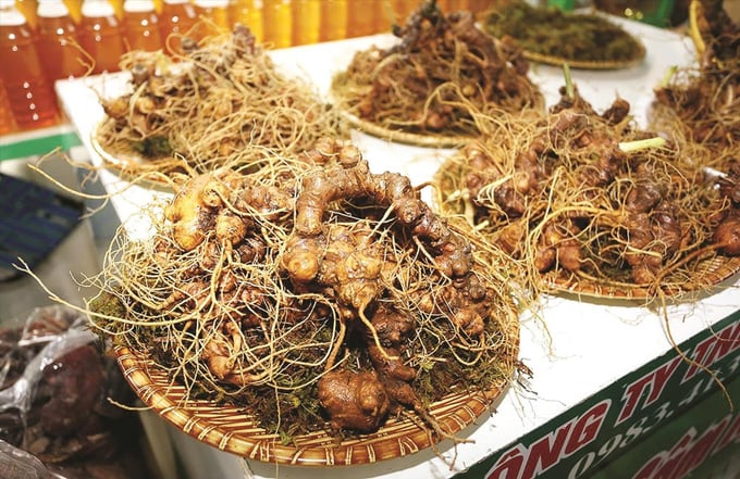 Củ sâm Ngọc Linh Củ sâm Ngọc Linh