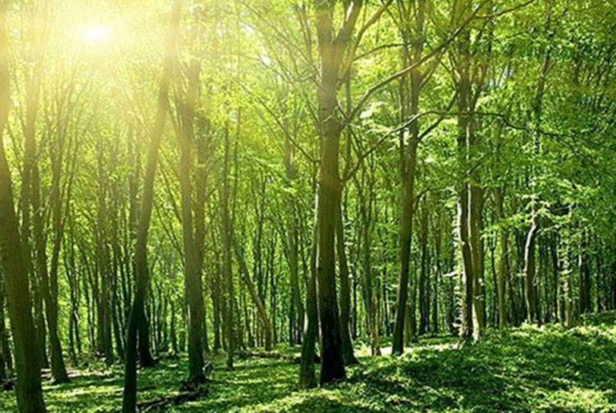Ngân hàng rao bán rừng cây và cả đàn gà để siết nợ - Ảnh 1 Ngân hàng rao bán rừng cây và cả đàn gà để siết nợ - Ảnh 1