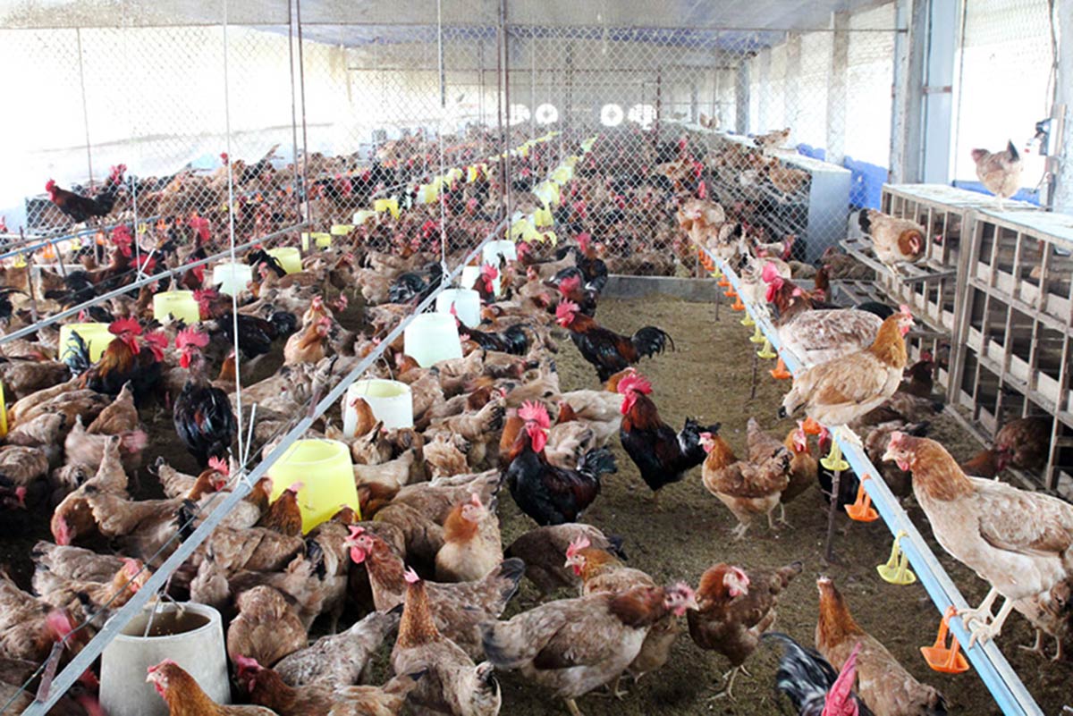 Ngân hàng rao bán rừng cây và cả đàn gà để siết nợ - Ảnh 2 Ngân hàng rao bán rừng cây và cả đàn gà để siết nợ - Ảnh 2