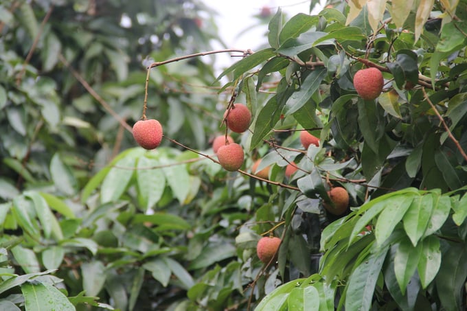 Bắc Giang tiếp tục chủ động triển khai công tác xúc tiến tiêu thụ vải thiều - Ảnh 1 Bắc Giang tiếp tục chủ động triển khai công tác xúc tiến tiêu thụ vải thiều - Ảnh 1