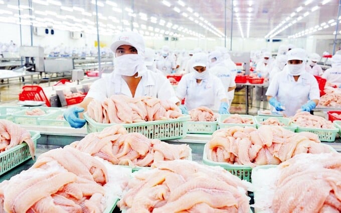 Cá tra là một trong những mặt hàng xuất khẩu chủ lực, mang về doanh số nhiều tỷ USD cho thủy sản Việt Nam. Cá tra là một trong những mặt hàng xuất khẩu chủ lực, mang về doanh số nhiều tỷ USD cho thủy sản Việt Nam.