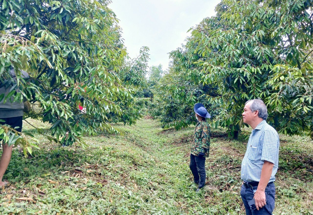 Bầu Đức từng khẳng định trồng sầu riêng 1 vốn 5 lời. Bầu Đức từng khẳng định trồng sầu riêng 1 vốn 5 lời. 