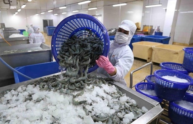 Nửa đầu năm 2025, xuất khẩu tôm tăng trưởng tích cực Nửa đầu năm 2025, xuất khẩu tôm tăng trưởng tích cực