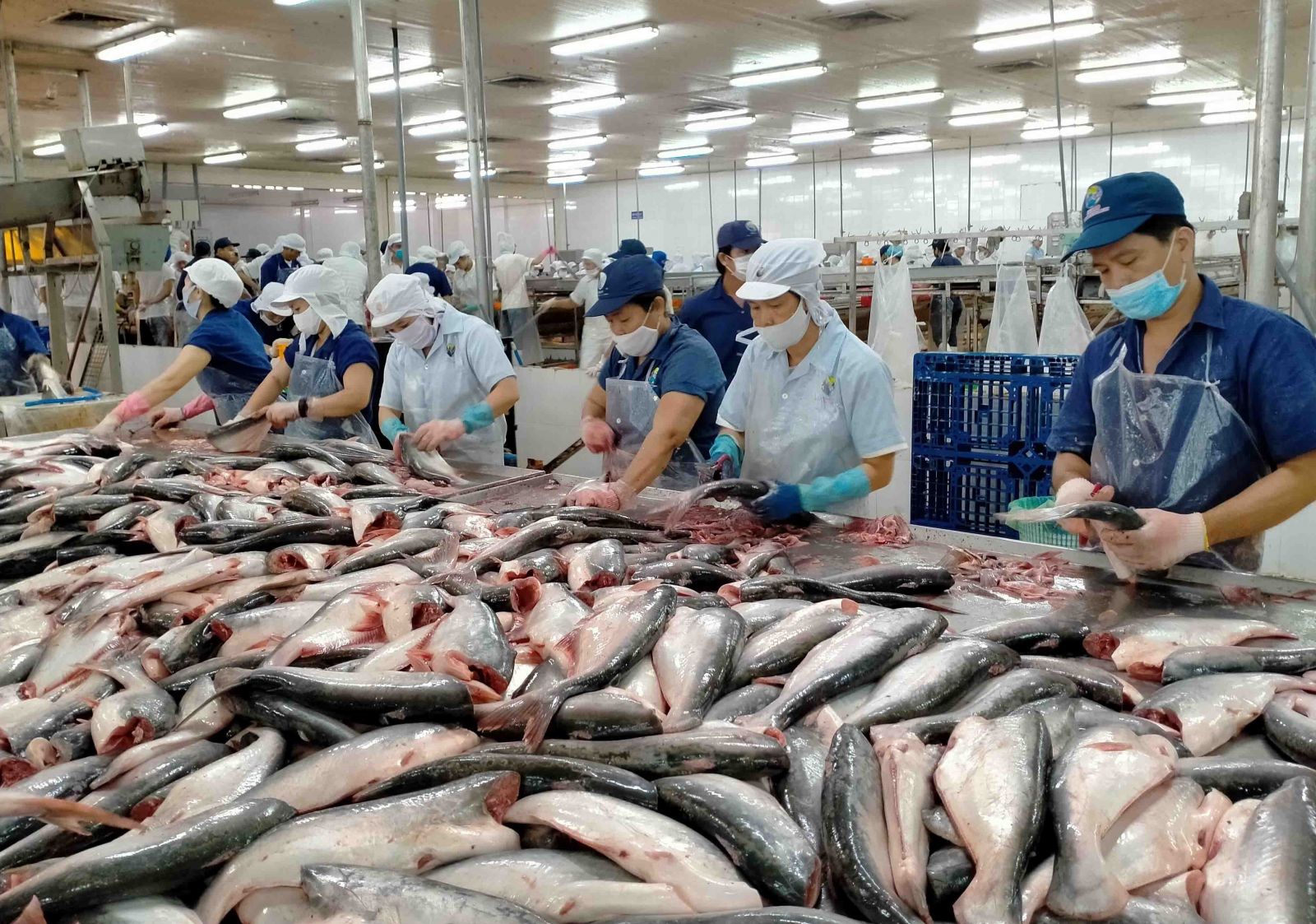 Hai doanh nghiệp cá tra tiếp tục dẫn đầu bảng xếp hạng lợi nhuận ngành thuỷ sản Hai doanh nghiệp cá tra tiếp tục dẫn đầu bảng xếp hạng lợi nhuận ngành thuỷ sản 