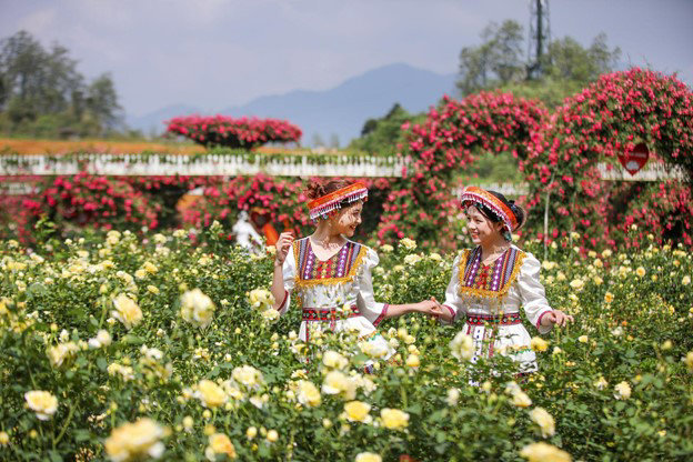Lễ hội hoa hồng lớn nhất Việt Nam tại Fansipan Sa Pa sẽ quy tụ nhiều loại hồng quý hiếm - Ảnh 1