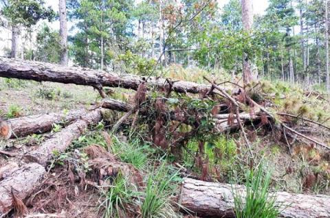 Lâm Đồng dừng dự án sân golf để bảo vệ đất rừng - Ảnh 1