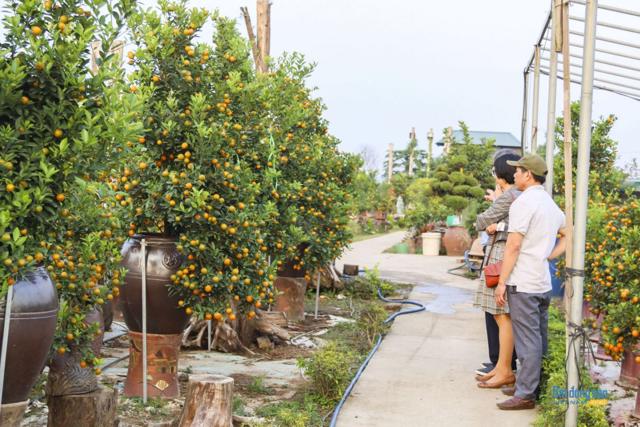Độc đáo trâu cõng quất bonsai rủng rỉnh xuống phố đón Tết Tân Sửu - Ảnh 13