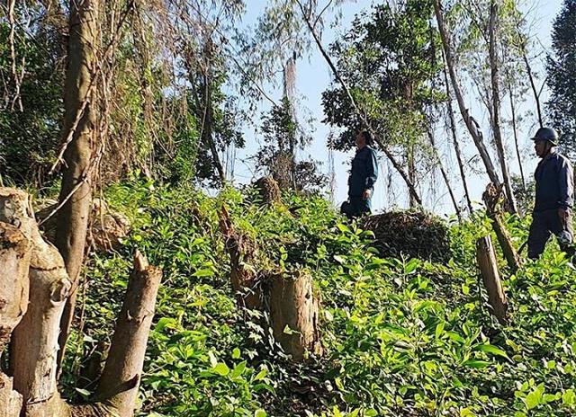 Quảng Nam: Làm rõ hơn 2.800 ha diện tích đất rừng bị giảm trong năm 2021 - Ảnh 1