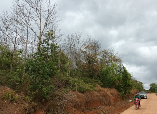 Quản lý đất lâm nghiệp kém hiệu quả: Góc nhìn từ vụ việc cấp chồng sổ đỏ ở Đắk Nông - Ảnh 2