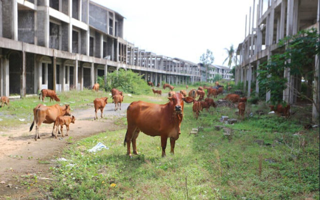 Nơi đ&acirc;y trở th&agrave;nh khu chăn thả b&ograve; của người d&acirc;n. &nbsp;