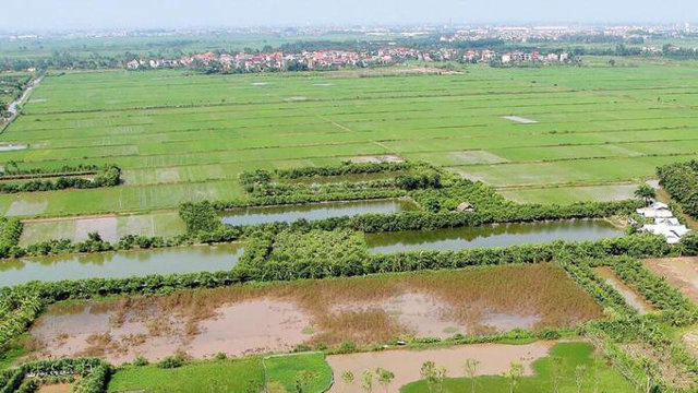 Hàng chục nghìn m2 đất nông nghiệp tại huyện Đan Phượng sắp được cho thuê với giá rẻ bất ngờ - Ảnh 1