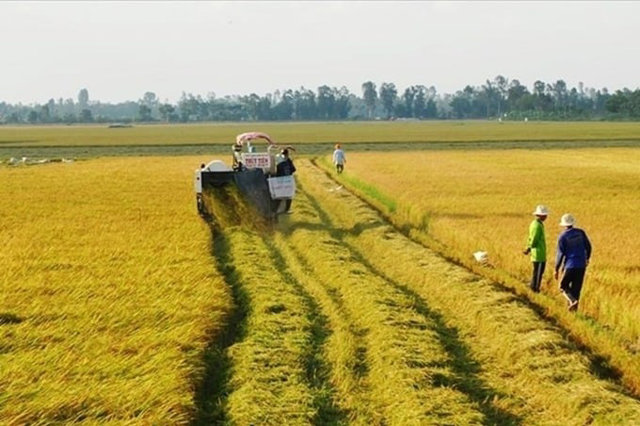 Kh&ocirc;ng trực tiếp sản xuất n&ocirc;ng nghiệp vẫn nhận chuyển nhượng đất trồng l&uacute;a. Ảnh minh họa &nbsp;