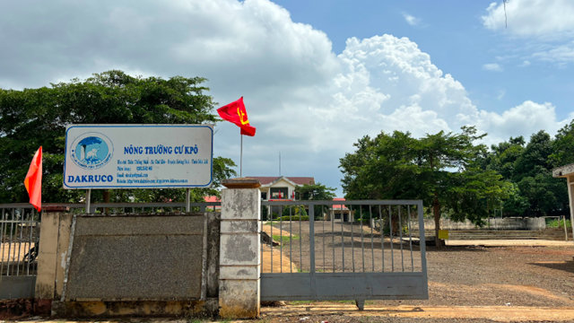 Một n&ocirc;ng trường của C&ocirc;ng ty cổ phần Cao su Đắk Lắk. Ảnh: Anh Minh