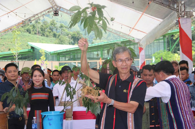 S&acirc;m Ngọc Linh tại c&aacute;c phi&ecirc;n đấu gi&aacute;