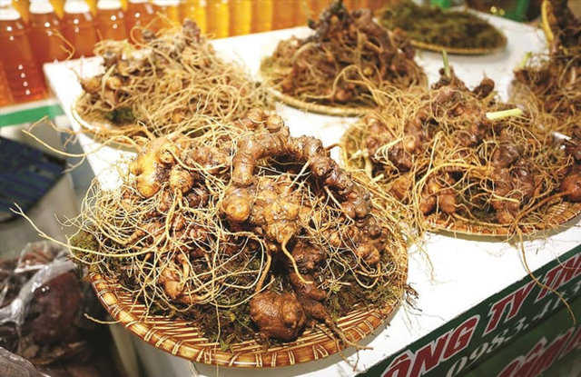 Củ s&acirc;m Ngọc Linh