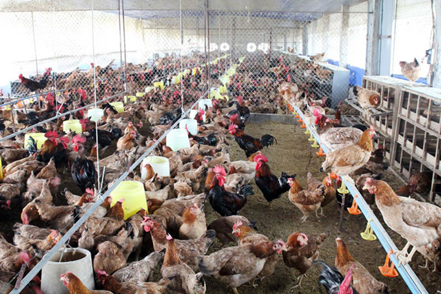 Ngân hàng rao bán rừng cây và cả đàn gà để siết nợ - Ảnh 2