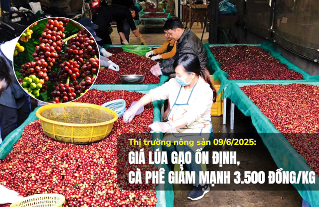 Thị trường nông sản 09/6/2025: Giá lúa gạo ổn định, cà phê giảm mạnh 3.500 đồng/kg - Ảnh 1