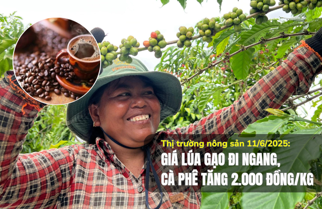 Thị trường nông sản 11/6/2025: Giá lúa gạo đi ngang, cà phê tăng 2.000 đồng/kg - Ảnh 1