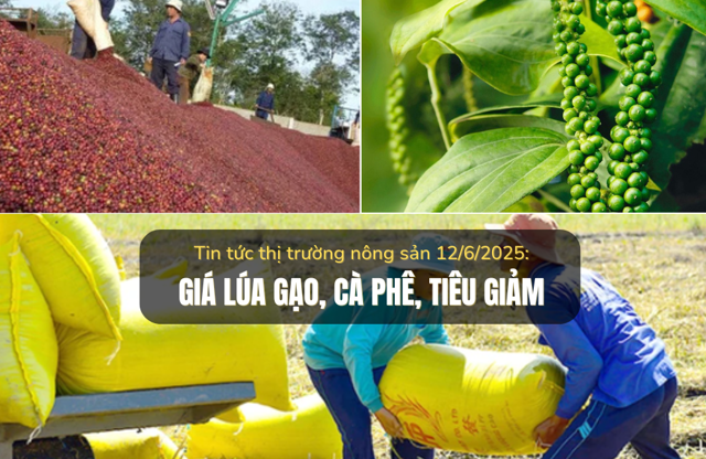 Thị trường nông sản 12/6/2025: Giá lúa gạo, cà phê, tiêu đều giảm - Ảnh 1