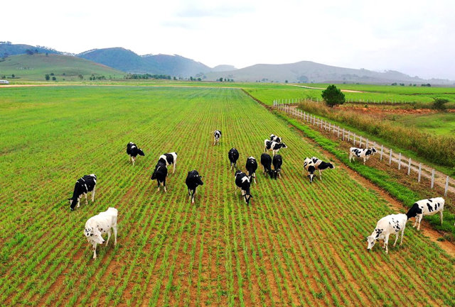 'Đại gia' ngoại chiếm lĩnh ngành chăn nuôi, cuộc chơi tỷ USD tại Việt Nam - Ảnh 2