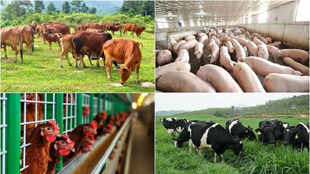 Đại gia ngoại đổ bộ v&agrave;o thị trường chăn nu&ocirc;i Việt Nam &nbsp;