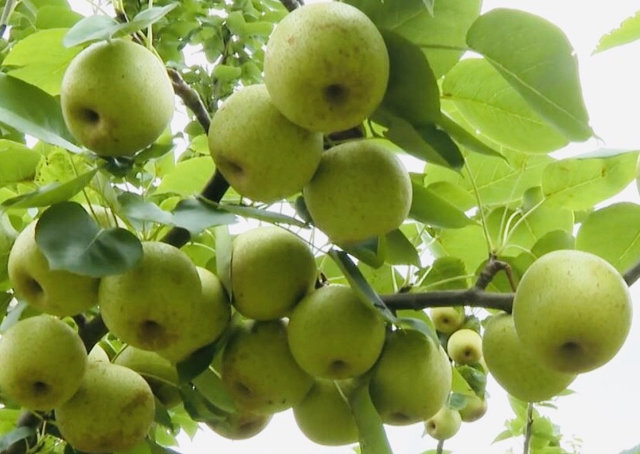 Động lực thúc đẩy kinh tế nông thôn phát triển - Ảnh 4