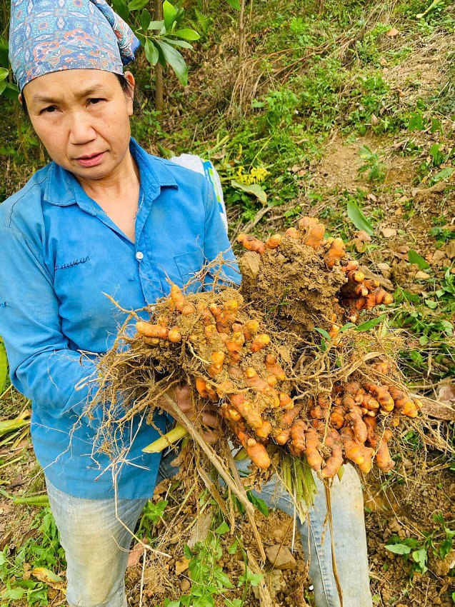 Cô gái Thái và câu chuyện khởi nghiệp với cây nghệ nếp đỏ - Ảnh 4