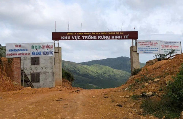 Gia Lai: Xét xử phúc thẩm vụ hủy hoại rừng tại Ban Quản lý rừng phòng hộ Nam Sông Ba - Ảnh 1
